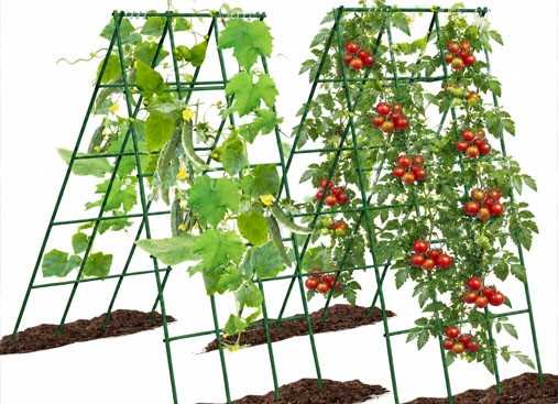 Climbing rattan trellis